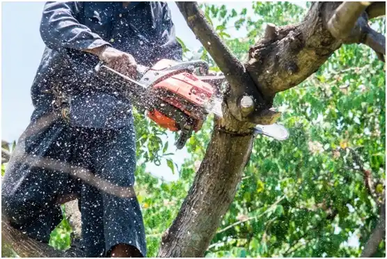 tree services Allison Park